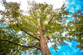 Best Tree and Shrub Care  in Glenwood City, WI