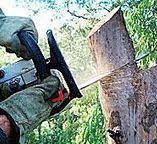 Best Tree Risk Assessment  in Glenwood City, WI
