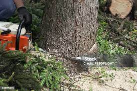 Best Tree Health Inspection  in Glenwood City, WI