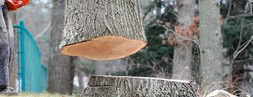 Best Tree Maintenance Programs  in Glenwood City, WI