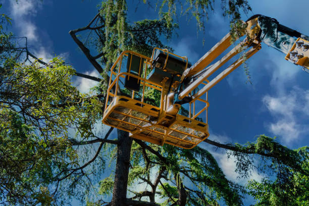 Best Storm Damage Tree Cleanup  in Glenwood City, WI