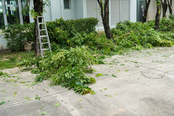 Best Tree Disease Treatment  in Glenwood City, WI