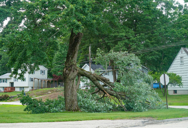 Best Commercial Tree Services  in Glenwood City, WI