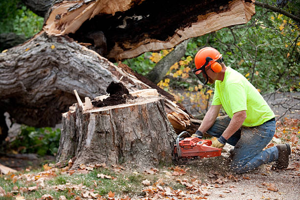 Best Emergency Tree Removal  in Glenwood City, WI