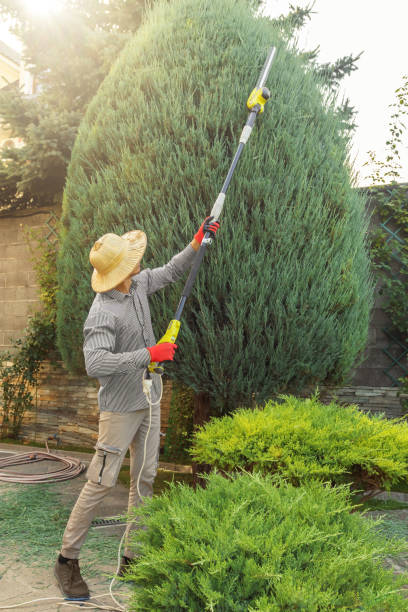 Best Tree Health Inspection  in Glenwood City, WI